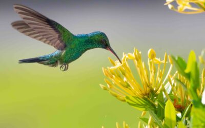 The Hummingbird Story, You, and Positive Change